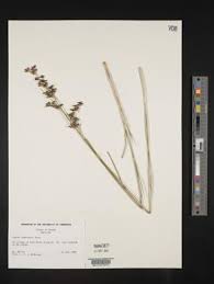 Attēlu rezultāti vaicājumam “Juncus compressus”