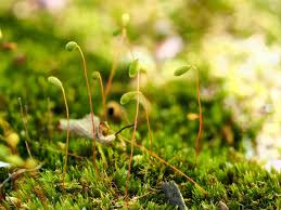 Attēlu rezultāti vaicājumam “Hymenostylium recurvirostrum macro”