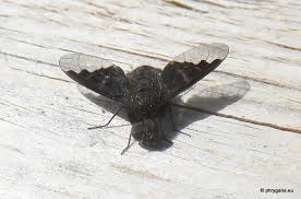 Attēlu rezultāti vaicājumam “Hemipenthes morio”