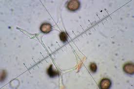 Attēlu rezultāti vaicājumam “Didymium tussilaginis”