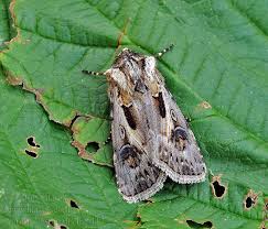 Attēlu rezultāti vaicājumam “Agrotis vestigialis”