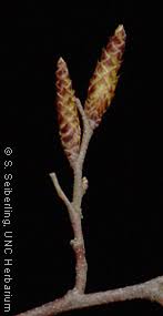 Attēlu rezultāti vaicājumam “Carpinus caroliniana male flower”