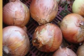 Image result for Zwiebeln