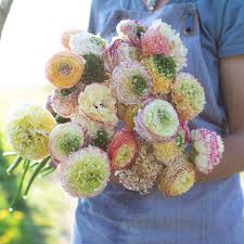 Attēlu rezultāti vaicājumam “Ranunculus mendax”