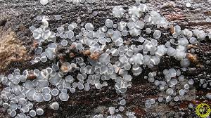 Attēlu rezultāti vaicājumam “Mollisia cinerea”