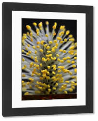 Attēlu rezultāti vaicājumam “Salix cinerea male flower”