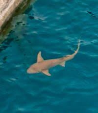 Image result for Nebrius ferrugineus