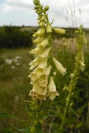 Image result for Digitalis lutea