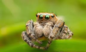 Attēlu rezultāti vaicājumam “Evarcha falcata male”