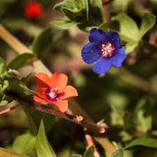 Attēlu rezultāti vaicājumam “Anagallis arvensis”