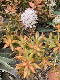 Attēlu rezultāti vaicājumam “Crassulaceae”