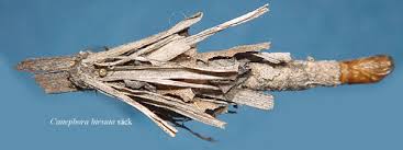 Attēlu rezultāti vaicājumam “Canephora hirsuta”