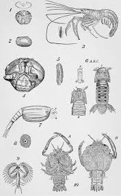 Attēlu rezultāti vaicājumam “Crustacea”