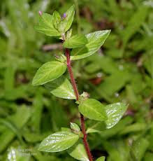 Attēlu rezultāti vaicājumam “Lythraceae”