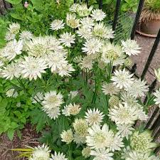 Attēlu rezultāti vaicājumam “Astrantia major”