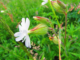 Attēlu rezultāti vaicājumam “Silene latifolia subsp. alba flower”