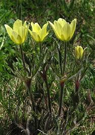 Image result for Pulsatilla