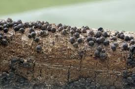 Attēlu rezultāti vaicājumam “Rosellinia desmazieri”