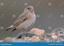 Image result for Bucanetes githagineus