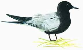 Attēlu rezultāti vaicājumam “Chlidonias niger”