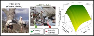 Attēlu rezultāti vaicājumam “Ciconia ciconia juvenile”