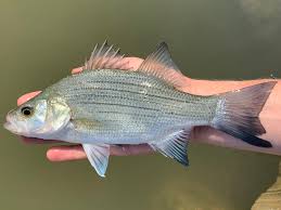 Image result for Morone chrysops