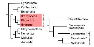 Attēlu rezultāti vaicājumam “Bryozoa”