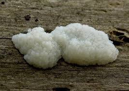 Attēlu rezultāti vaicājumam “Symphytocarpus flaccidus”