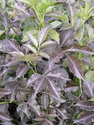 Attēlu rezultāti vaicājumam “Sambucus nigra leaf”