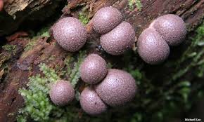 Attēlu rezultāti vaicājumam “Lycogala cf. fossiculatum macro”