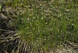 Attēlu rezultāti vaicājumam “Sphagnum balticum”