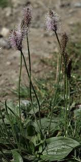 Attēlu rezultāti vaicājumam “Plantago media”