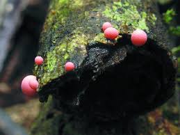 Attēlu rezultāti vaicājumam “Lycogala irregulare macro”