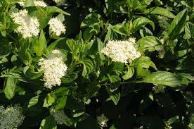 Attēlu rezultāti vaicājumam “Cornus alba”