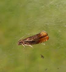 Attēlu rezultāti vaicājumam “Pammene rhediella”