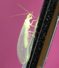 Attēlu rezultāti vaicājumam “Neuroptera”