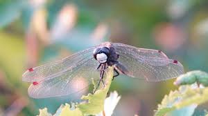 Attēlu rezultāti vaicājumam “Leucorrhinia dubia male”