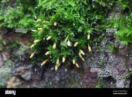 Attēlu rezultāti vaicājumam “Orthotrichum speciosum”