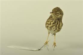 Attēlu rezultāti vaicājumam “Anthus trivialis”