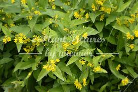 Attēlu rezultāti vaicājumam “Lysimachia vulgaris leaf”