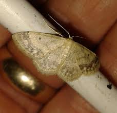 Attēlu rezultāti vaicājumam “Idaea biselata”