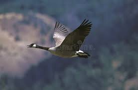 Attēlu rezultāti vaicājumam “Branta canadensis adult”