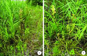 Attēlu rezultāti vaicājumam “Pedicularis sceptrum-carolinum”