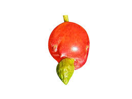 Attēlu rezultāti vaicājumam “Rosa majalis fruit”