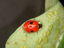 Attēlu rezultāti vaicājumam “Adalia bipunctata imago”