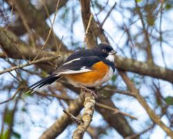 Image result for Pipilo erythrophthalmus