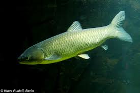 Image result for Ctenopharyngodon idella