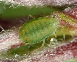 Attēlu rezultāti vaicājumam “Rhopalosiphum oxyacanthae”