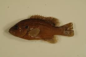 Image result for Lepomis cyanellus