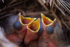 Attēlu rezultāti vaicājumam “Turdus philomelos nest”